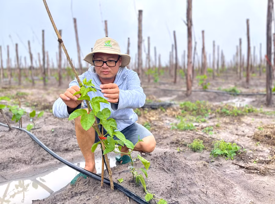 Dù giá quả chanh dây đang ở mức thấp nhưng ông Nguyễn Phi Hùng (xã Đak Jơ Ta, huyện Mang Yang) vẫn tiếp tục chọn giống chanh dây Đài Nông 1 Đức Điền để trồng thêm khoảng 12 ha. Ảnh: Minh Phương