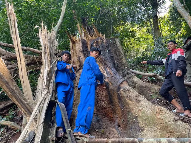 Các nghi phạm tại hiện trường vụ cưa hạ rừng trái phép.