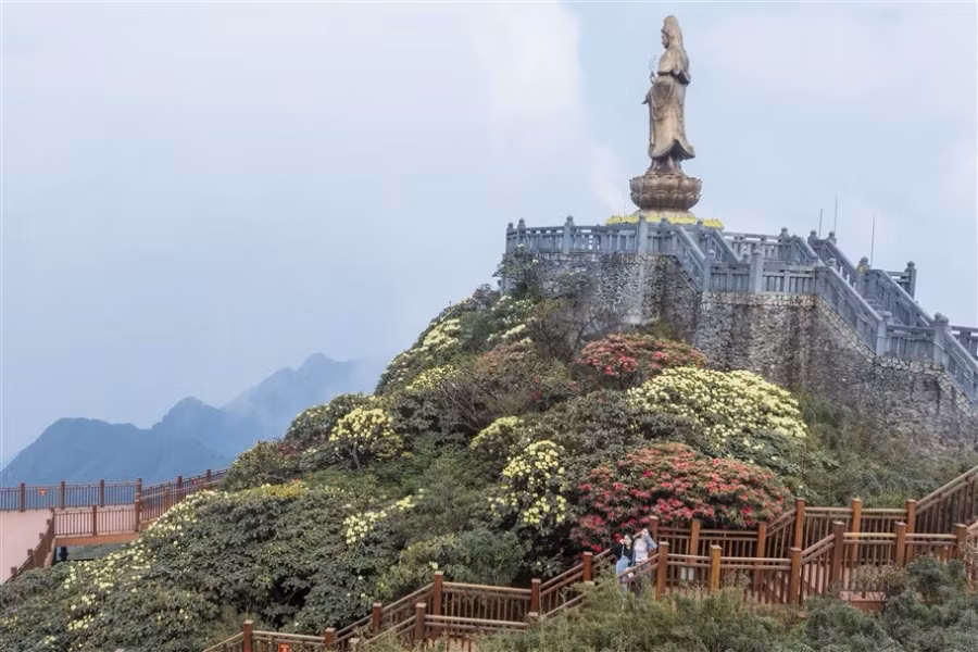 Không chỉ có hoa đỗ quyên, đến Sun World Fansipan Legend (Sa Pa) dịp này, du khách còn được đắm chìm vào thiên đường hoa đủ loại với những vườn hoa hồng đủ màu sắc, hoa anh đào rực rỡ hay hàng nghìn bông hoa rum trắng muốt… Không chỉ có hoa đỗ quyên, đến Sun World Fansipan Legend (Sa Pa) dịp này, du khách còn được đắm chìm vào thiên đường hoa đủ loại với những vườn hoa hồng đủ màu sắc, hoa anh đào rực rỡ hay hàng nghìn bông hoa rum trắng muốt…