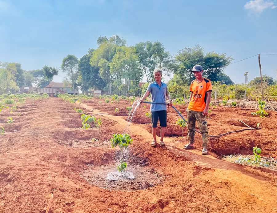 Ông Hlốt (làng Tơ Bla, xã Đăk Trôi, huyện Mang Yang) tưới nước cho vườn cà phê mới tái canh. Ảnh: N.H Ông Hlốt (làng Tơ Bla, xã Đăk Trôi, huyện Mang Yang) tưới nước cho vườn cà phê mới tái canh. Ảnh: N.H