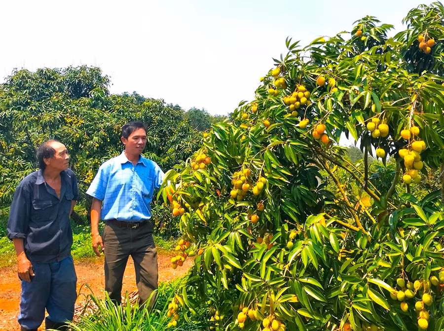 Vụ thu hoạch vải năm 2024, nông dân trồng vải trên địa bàn huyện Kbang thiệt đơn, thiệt kép vì mất mùa, mất giá. Ảnh: Ngọc Minh