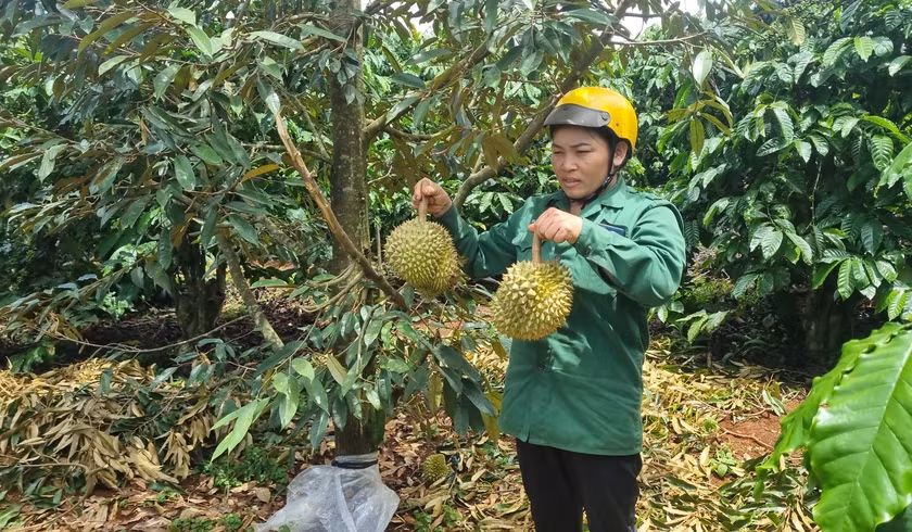 27 cây sầu riêng của hộ dân tại xã Ia Phìn (huyện Chư Prông) bị chặt phá sát gốc khiến quả rơi rụng đầy mặt đất. Ảnh: Hà Phương
