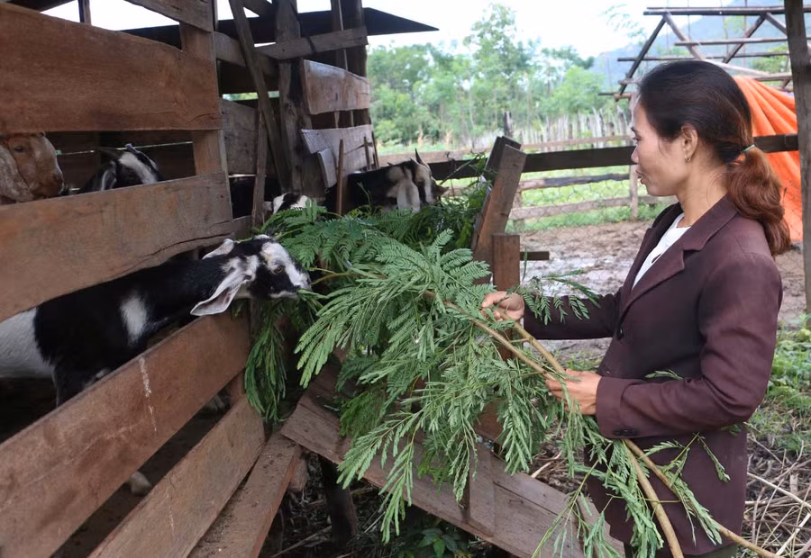 Dân làng đã biết chuyển đổi cơ cấu cây trồng, vật nuôi để vươn lên thoát nghèo bền vững. Ảnh: Nguyễn Quang