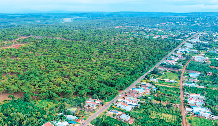 Rừng thông Đak Đoa nhìn từ trên cao. Ảnh: Phạm Quý Rừng thông Đak Đoa nhìn từ trên cao. Ảnh: Phạm Quý