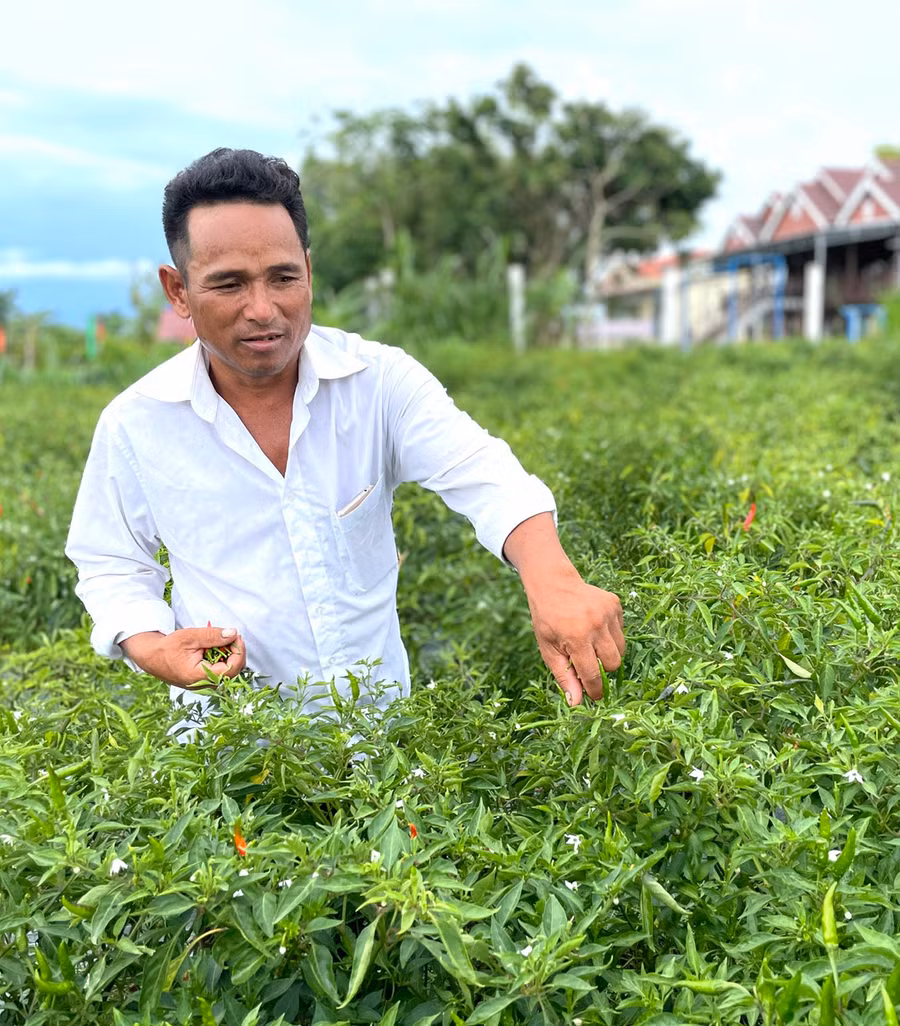 Ông Đinh Văn Hyướch (làng Jun, xã Yang Bắc) có thu nhập khá nhờ trồng thêm rau màu trong vườn. Ảnh: L.N
