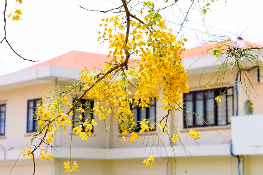 Muồng hoàng yến là loài hoa báo hiệu giao mùa xuân - hạ (nở từ tháng Tư, tháng Năm kéo dài 2-3 tháng), còn được yêu thích bởi có nhiều ý nghĩa đặc biệt, là biểu tượng cho tình yêu thương, tình đoàn kết, hòa đồng, hòa hợp, may mắn, thịnh vượng, vui vẻ...