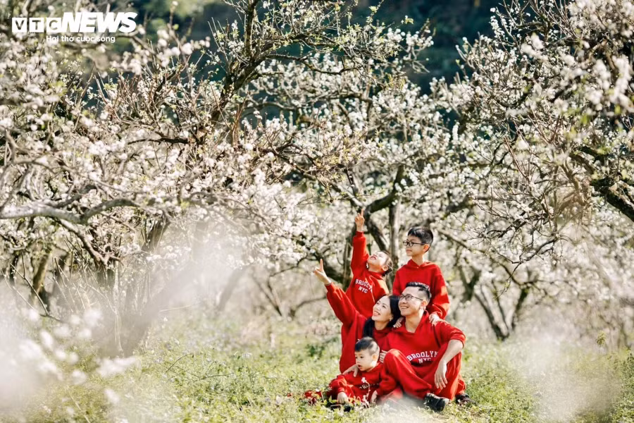 "Mỗi năm, gia đình tôi thường dành thời gian đầu năm mới để đi du lịch Mộc Châu. Khung cảnh Mộc Châu mùa hoa mận rất đẹp, cho mình cảm giác yên bình, thư thái khác xa chốn đô thị. Ngoài những cánh rừng hoa mận đang thì bung nở, bức tranh cao nguyên Mộc Châu còn trở nên đặc biệt với những vườn hồng trĩu quả", chị Hương (ở Thái Nguyên) nói.