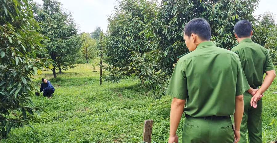 Cơ quan công an có mặt ghi nhận, khám nghiệm hiện trường vụ phá hoại vườn sầu riêng. Cơ quan công an có mặt ghi nhận, khám nghiệm hiện trường vụ phá hoại vườn sầu riêng.