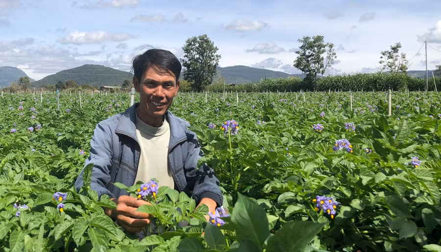 Anh Dương Ngọc Vượng trong vườn khoai tây hoa tím Anh Dương Ngọc Vượng trong vườn khoai tây hoa tím