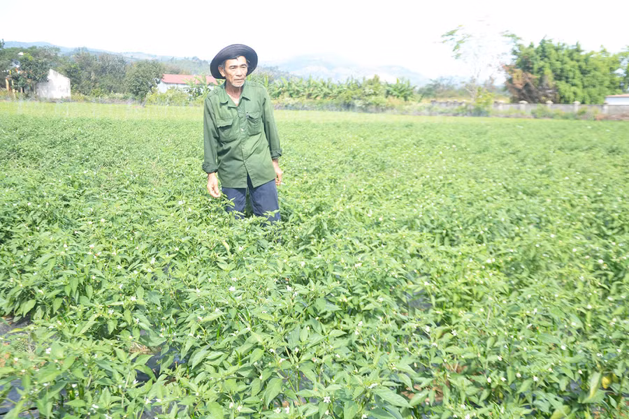 Ông Võ Đình Quán (thôn Thanh Bình, xã Ia Bă) chăm sóc vườn ớt chỉ thiên của gia đình tại thôn Thanh Bình, xã Ia Bă, huyện Ia Grai. Ảnh: Hoàng Cư Ông Võ Đình Quán (thôn Thanh Bình, xã Ia Bă) chăm sóc vườn ớt chỉ thiên của gia đình tại thôn Thanh Bình, xã Ia Bă, huyện Ia Grai. Ảnh: Hoàng Cư
