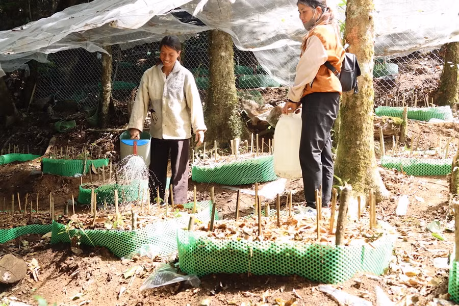 Những giọt nước mát lành tưới cho cây sâm. Ảnh: HỮU PHÚC