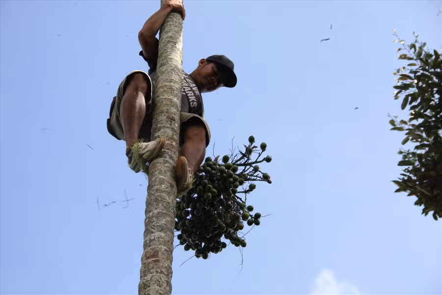 Đến vụ thu hoạch, công việc của anh Hà suốt ngày mưu sinh trên ngọn cây cau. Ảnh: Tiến Thoại