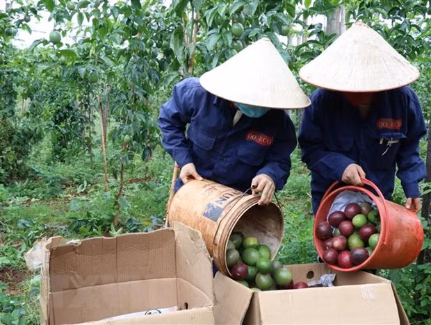 Công nhân nhà máy Doveco Gia Lai thu hoạch chanh leo. (Ảnh: Hồng Điệp/TTXVN) Công nhân nhà máy Doveco Gia Lai thu hoạch chanh leo. (Ảnh: Hồng Điệp/TTXVN)