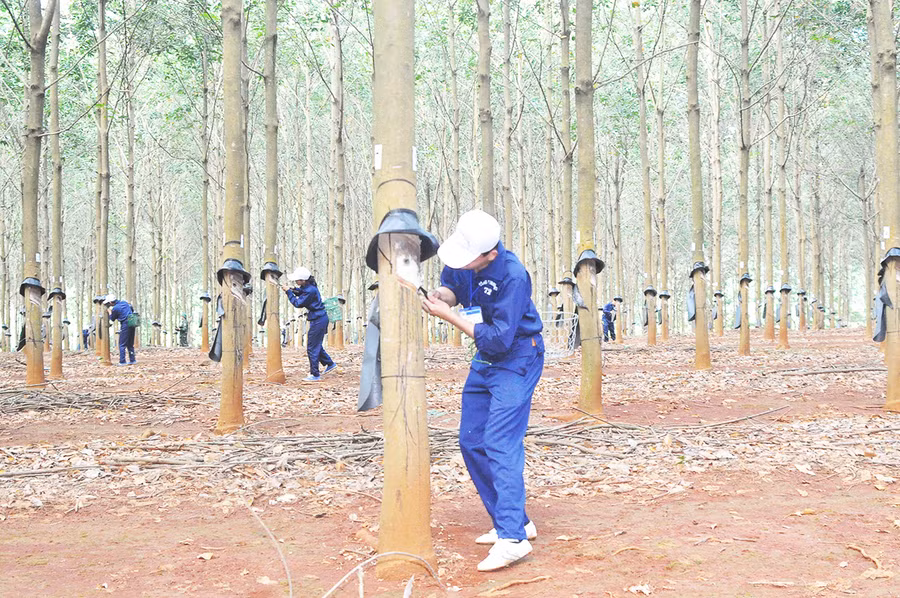 Hội thi cạo mủ là dịp để công nhân thể hiện tài năng. Ảnh: V.H