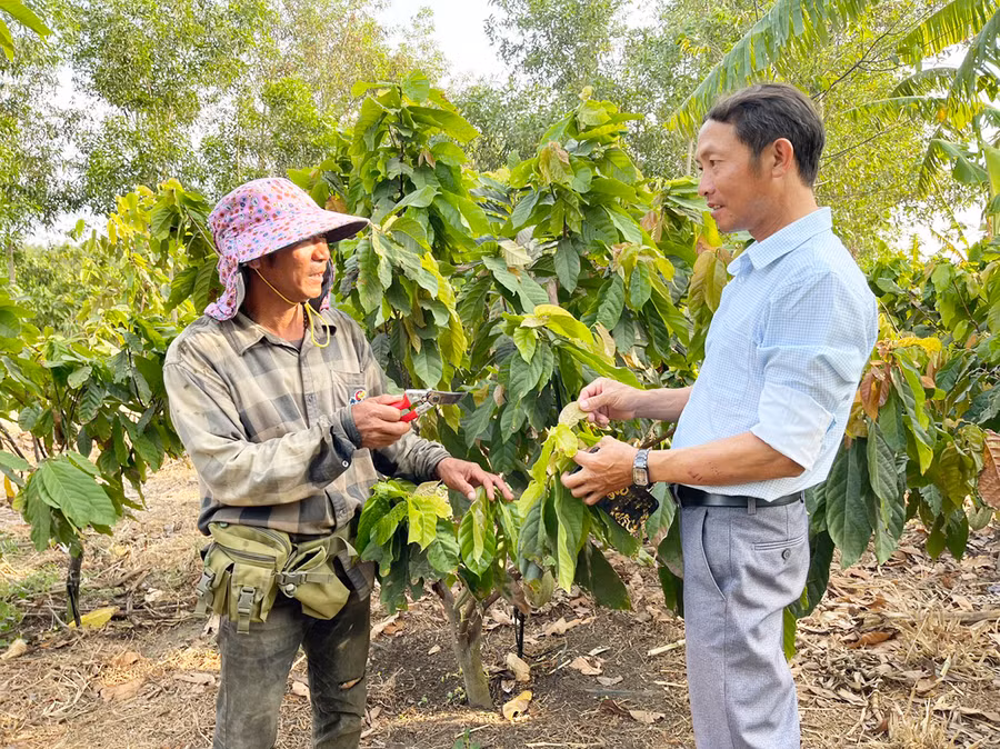 Cây ca cao phù hợp với khí hậu, thổ nhưỡng vùng đất Pờ Tó nên sinh trưởng, phát triển tốt. Ảnh: V.C