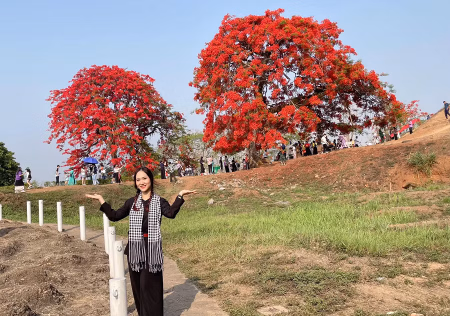 Hai cây phượng ra hoa đỏ rực vào đúng dịp kỷ niệm 70 năm chiến thắng Điện Biên Phủ. Ảnh: NVCC