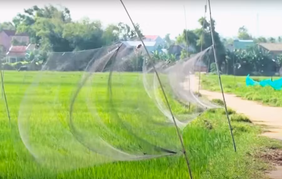 Thợ săn tại Quảng Nam dùng lưới “tàng hình” và thiết bị âm thanh giả tiếng kêu đồng loại để dẫn dụ chim yến mắc bẫy. Ảnh Hoàng Bin