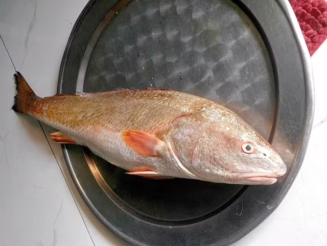 Cá dài tầm 60 cm. Ảnh: NGUYỄN TÚ