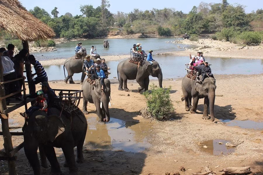Trước đây voi nhà ở Đắk Lắk phải oằn lưng phục vụ khách du lịch vui chơi, giải trí. Ảnh: Tiến Thoại
