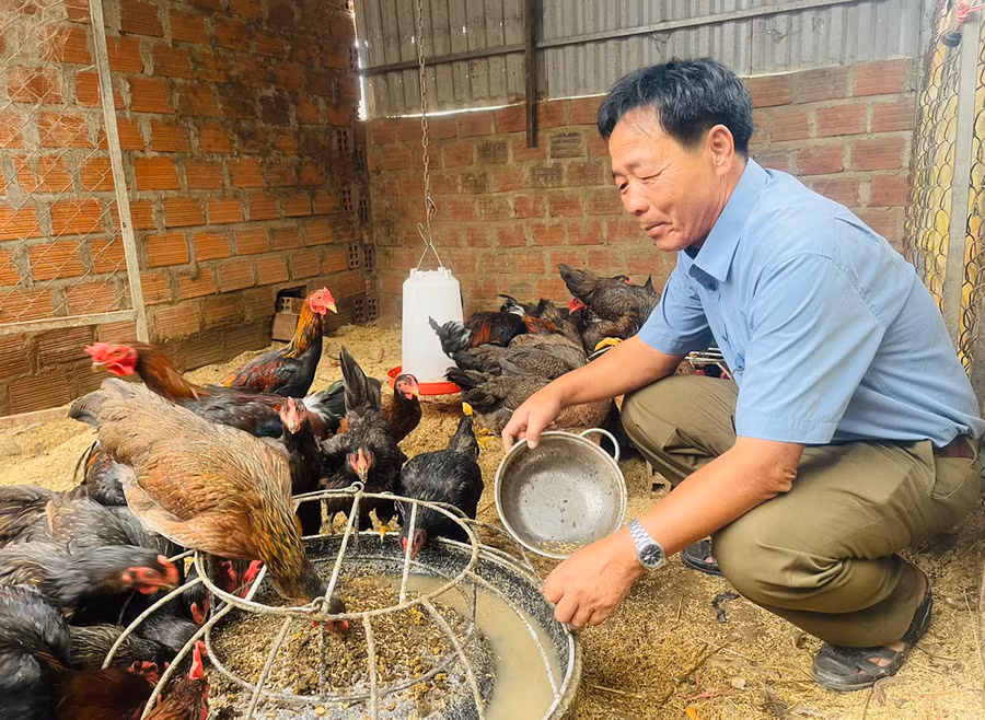 Nhờ nguồn thức ăn giàu dinh dưỡng và môi trường sạch sẽ, đàn gà của gia đình ông Hoàng Thanh Vân (tổ 2, phường Đoàn Kết, thị xã Ayun Pa) phát triển khỏe mạnh. Ảnh: Vũ Chi