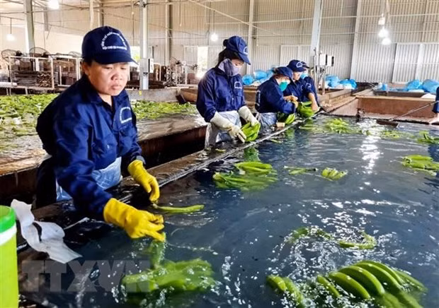 Sơ chế chuối xuất khẩu. (Ảnh: Hồng Đạt/TTXVN) Sơ chế chuối xuất khẩu. (Ảnh: Hồng Đạt/TTXVN)