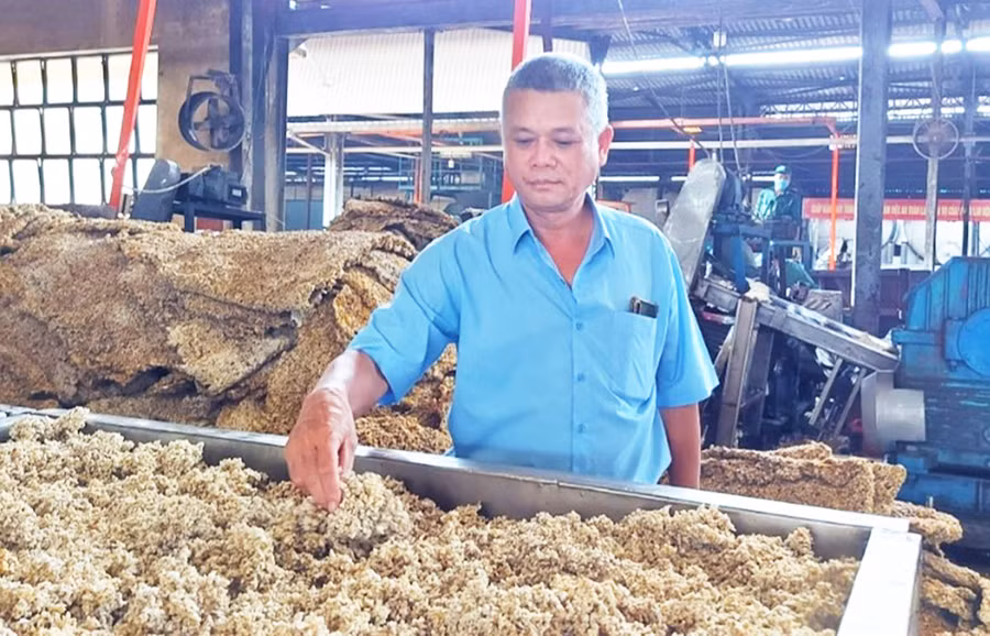 Ông Nguyễn Hoàng Tuấn kiểm tra chất lượng mủ chế biến tại Công ty Cao su Chư Prông. Ảnh: H.Đ.T