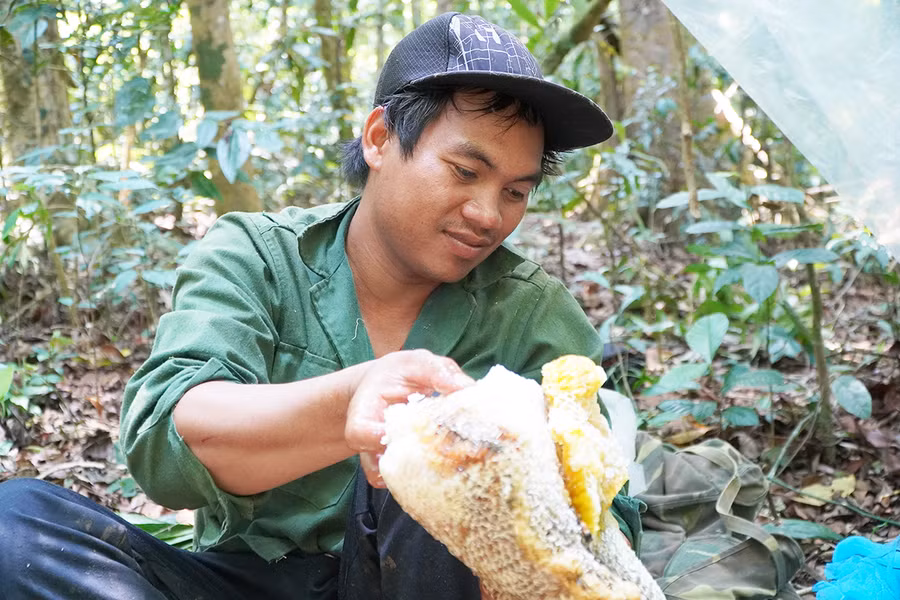 Anh Đinh Văn Thiêng thu hoạch mật ong rừng. Ảnh: Thiên Di Anh Đinh Văn Thiêng thu hoạch mật ong rừng. Ảnh: Thiên Di