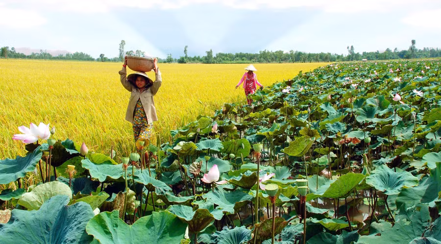 Phát triển du lịch trở thành ngành kinh tế quan trọng của tỉnh Đồng Tháp (ảnh tư liệu)