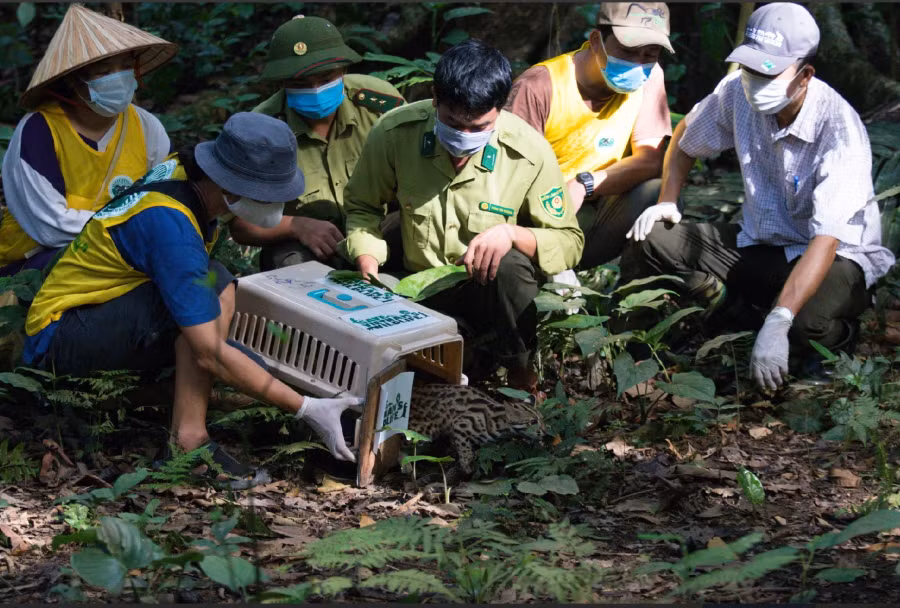 Trước đó, tour "Về nhà" - tham gia tái thả động vật sau cứu hộ là một trong những sản phẩm đã tạo nên thương hiệu du lịch sinh thái của VQG Cúc Phương.