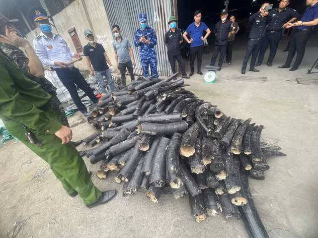 Hòng qua mặt lực lượng chức năng, đối tượng đã sơn đen số ngà voi này.