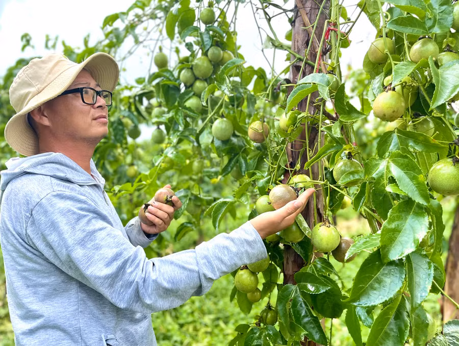 Ông Nguyễn Phi Hùng (xã Đak Jơ Ta, huyện Mang Yang) tiếp tục chọn giống chanh dây Đài Nông 1 Đức Điền để trồng thêm khoảng 12 ha. Ảnh: M.P