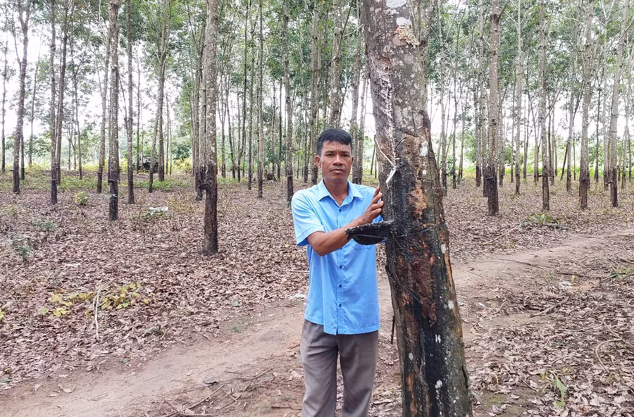 Ông Kha (xã Hà Tây, huyện Chư Păh) bên vườn cao su tiểu điền đang giai đoạn khai thác mủ. Ảnh: Nguyễn Diệp