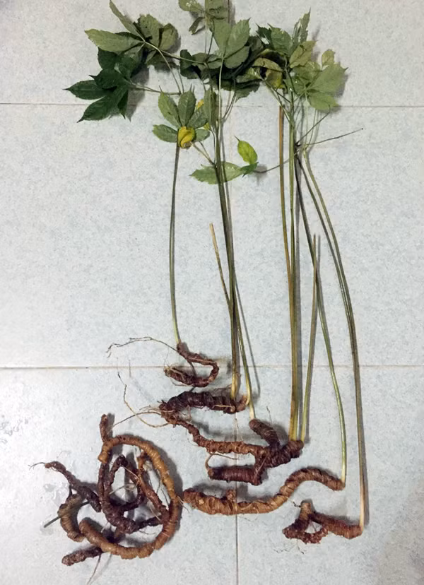 Loài Sâm Lang Biang tại tỉnh Lâm Đồng Loài Sâm Lang Biang tại tỉnh Lâm Đồng