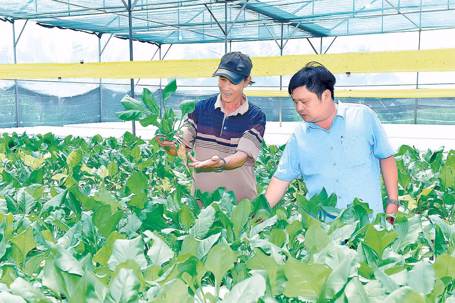 Huyện Đak Pơ có hơn 6.700 ha rau, sản lượng trên 121 ngàn tấn/năm. Ảnh: Đ.T