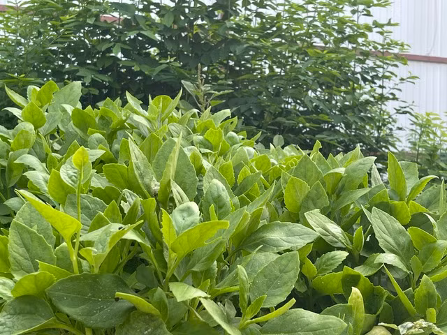 Ảnh: Nữ Vương