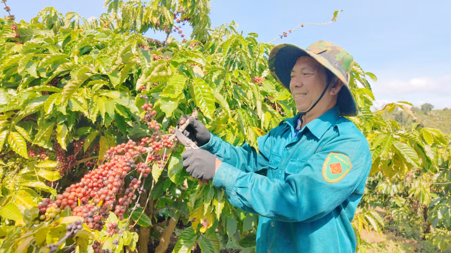 anh-tran-quang-nhu-57-tuoi-to-3-phuong-dong-da-tp-pleiku-ben-vuon-ca-phe-cua-minh-anh-ngoc-duy.jpg
