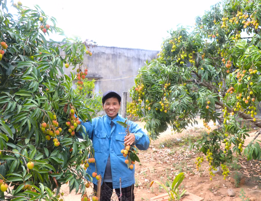 cuoi-thang-4-cay-vai-cua-gia-dinh-chi-tran-thi-bong-thon-3-xa-nghia-an-bat-dau-chin-ro-ban-gia-cao-anh-ngoc-minh.jpg