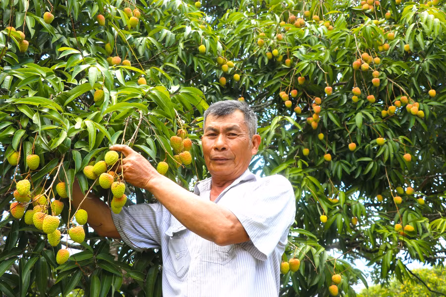 nam-nay-vuon-vai-co-the-dem-lai-loi-nhuan-cho-ong-nguyen-xuan-hoang-to-3-thi-tran-kbang-hon-300-trieu-dong-anh-ngoc-minh.jpg