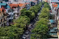 Hà Nội không di chuyển đồng loạt cây hoa sữa, người dân được chọn phương án xử lý