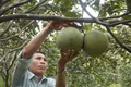 Tạo sinh kế bền vững từ liên kết sản xuất.