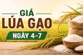 Giá lúa gạo ngày 4-7: Gạo xuất khẩu đồng loạt khởi sắc