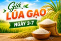 Giá lúa gạo ngày 3-7: Gạo nguyên liệu xuất khẩu tăng nhẹ, thị trường ít biến động