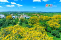 Ngất ngây sắc muồng vàng trên cánh đồng chè Bàu Cạn