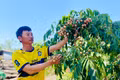 Chàng trai người Mường vươn lên làm giàu trên vùng đất khó