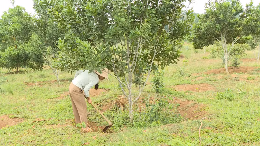 mac-ca-vinh-son.jpg