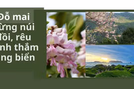 Ðỗ mai bừng núi đồi, rêu xanh thắm làng biển