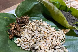 Mùa bắt sâu tre