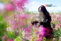 Chư Đang Ya sẵn sàng cho ngày hội Hoa dã quỳ 