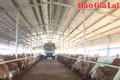 Hơn 200 dự án chăn nuôi tại Gia Lai được các nhà đầu tư quan tâm