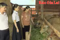 Giữ nhịp cho “dòng vốn hy vọng”